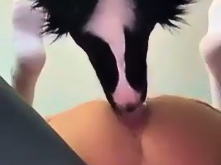 Dog licks guys asshole