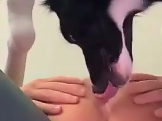 Dog licks guys asshole