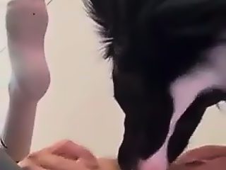 Dog licks guys asshole