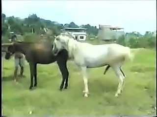 Gay horse try fuck another male horse - hard compilation
