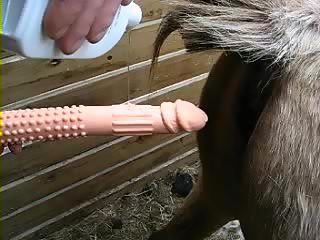 Gay fuck horse right in the anus
