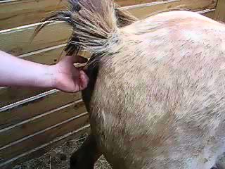 Man fucked male horse in the ass