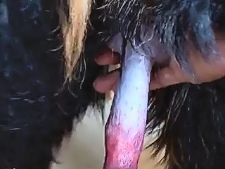 Gay vs dog rub dicks