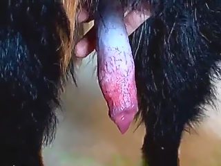 Gay vs dog rub dicks