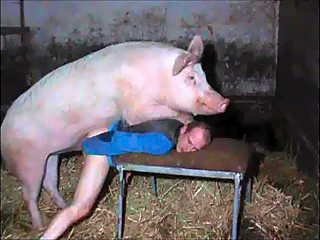 Gay fucked by a pig. Free man animal porn