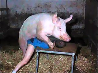 Gay fucked by a pig. Free man animal porn