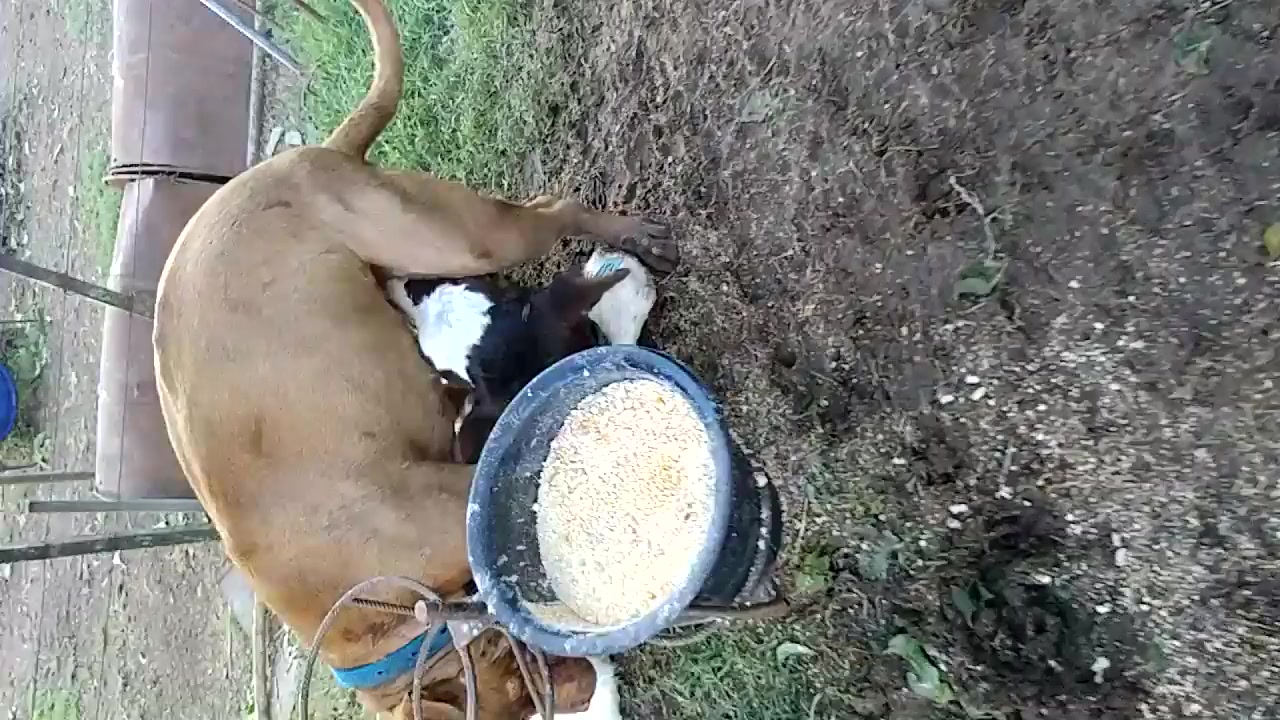 Calf sucking dog