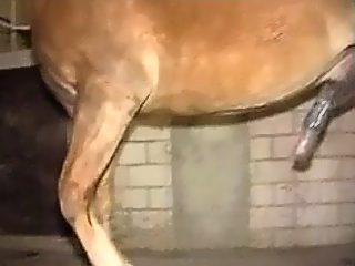 Man handjob horse for cum. Amateur gay bestiality comp