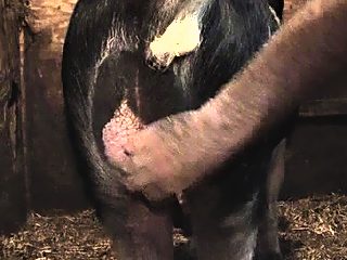 Pig cum in gay ass