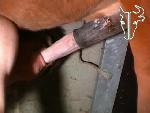 Compilation man sucking horse dick