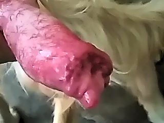 Dog cum compilation