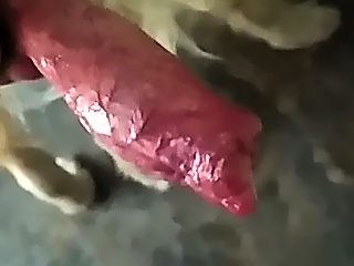 Dog cum compilation