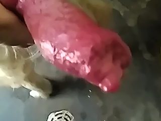 Dog cum compilation