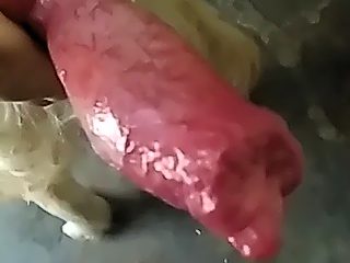 Dog cum compilation