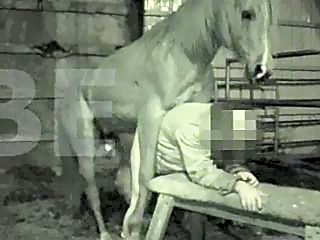Horse animal sex gay - amateur record