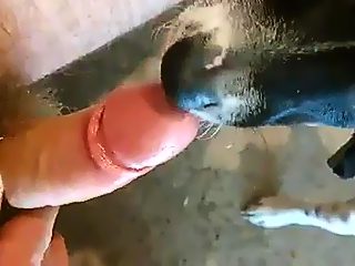 Dog licks dick