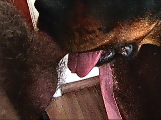 Dogs lick cock